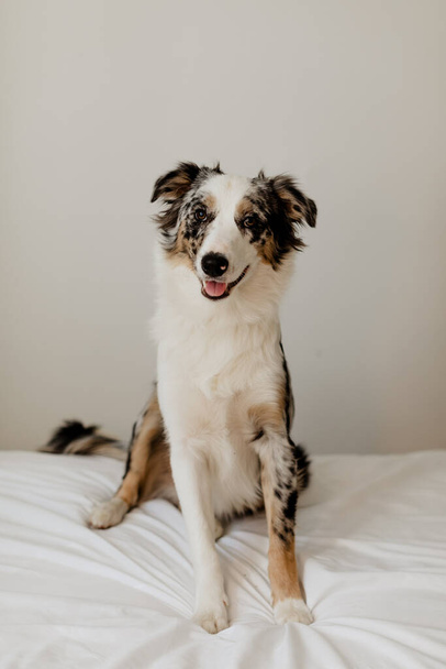 A vertical closeup of an adorable border collie on white bed sheets - Foto, Imagen