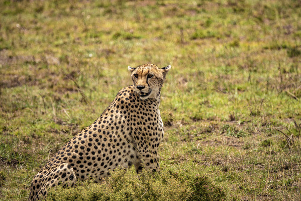 A beautiful Cheetah in the safari in Serengeti National Park, Tanzania - Zdjęcie, obraz