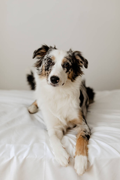 A vertical closeup of a beautiful border collie on white bed sheets - Foto, imagen