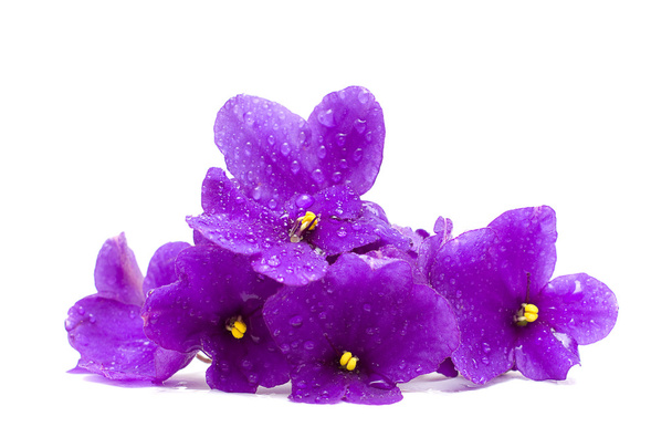 krásná květina s vodou kapky - jaro koncepce - Fotografie, Obrázek