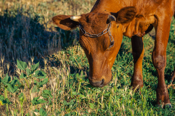 Close-up. The calf lies sideways. Free grazing. Natural background. Calf looking at camera. - Zdjęcie, obraz
