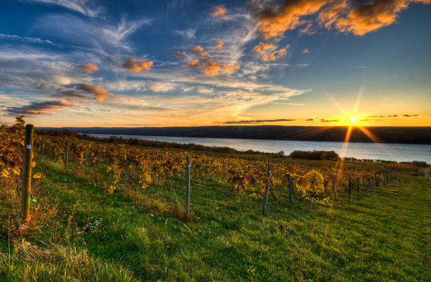 A beautiful view of a green vineyard - Fotó, kép
