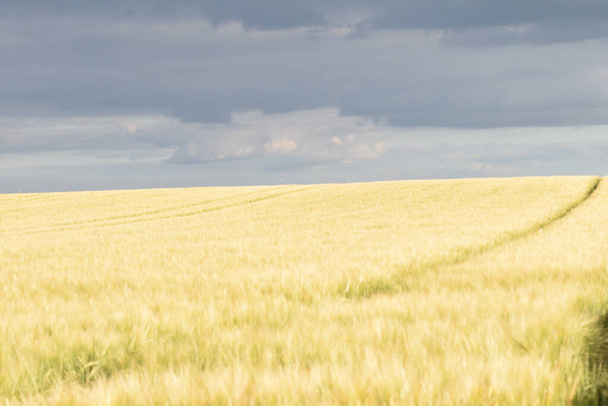 A beautiful shot of a field of wheat ears in the countryside against the cloudy gloomy sky - Fotografie, Obrázek