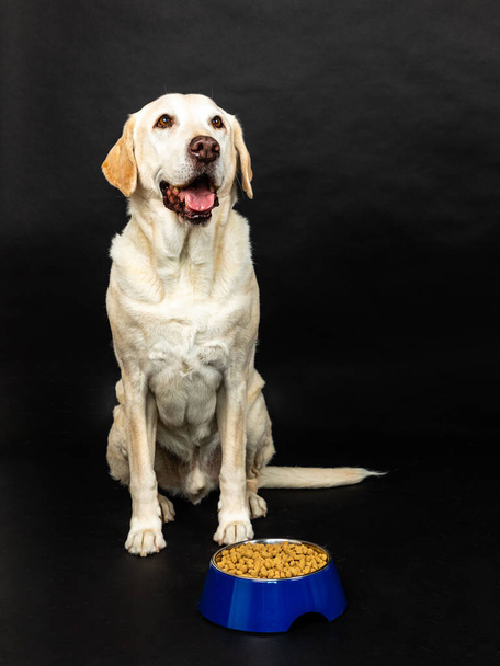 A vertical shot of a labrador dog with a food dish in a studio on a black background - Foto, afbeelding