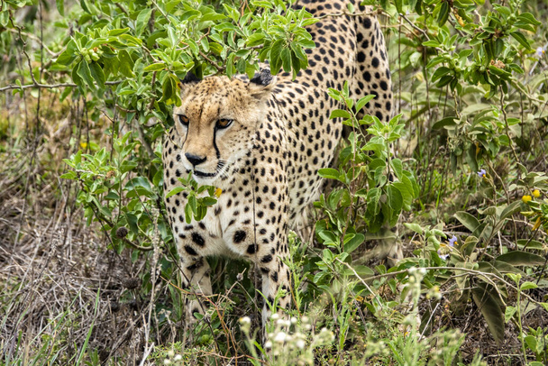 A beautiful Cheetah in the safari in Serengeti National Park, Tanzania - Zdjęcie, obraz