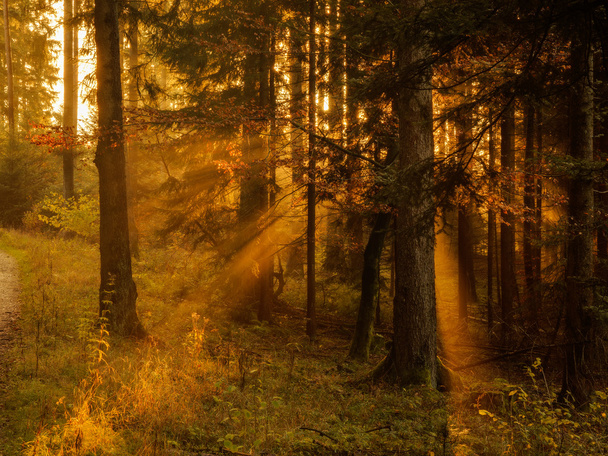 Musta metsä
 - Valokuva, kuva