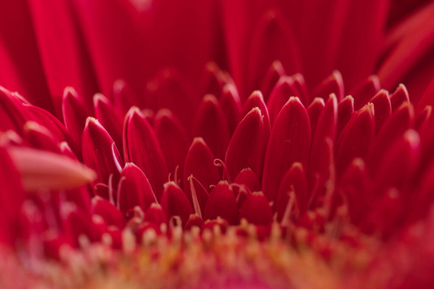 A closeup shot of a pink gerbera flower petals - Foto, Imagen