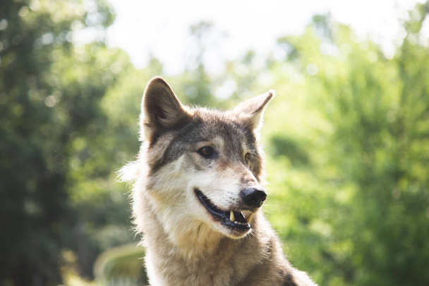 A shallow focus close-up of adorable wolf - Photo, image