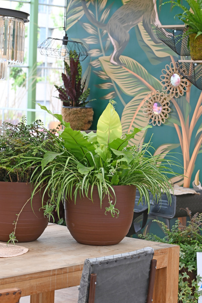 Oturma odasını ya da ofisi dekore etmek için güzel ev bitkileri. Yüksek kalite fotoğraf - Fotoğraf, Görsel