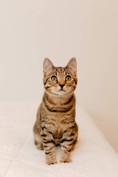 A vertical shot of an adorable kitten on white bed sheets - Zdjęcie, obraz