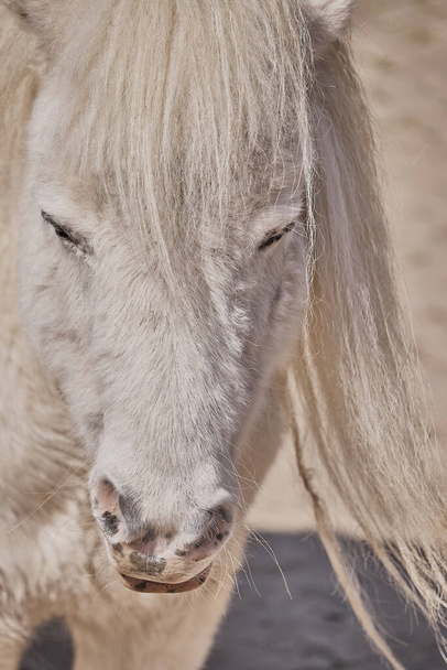 A vertical shot of the face of a white pony against a blurred background - Foto, immagini