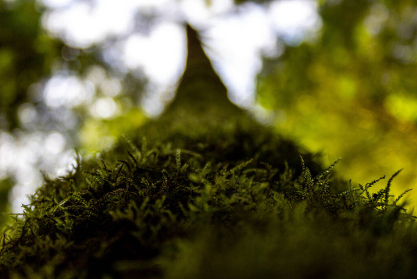 A closeup shot of a mossy tree trunk growing in the forest - Fotoğraf, Görsel