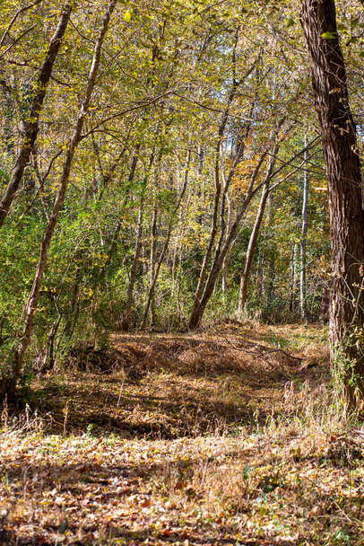 A leafy forest path on a sunny fall day - Fotoğraf, Görsel