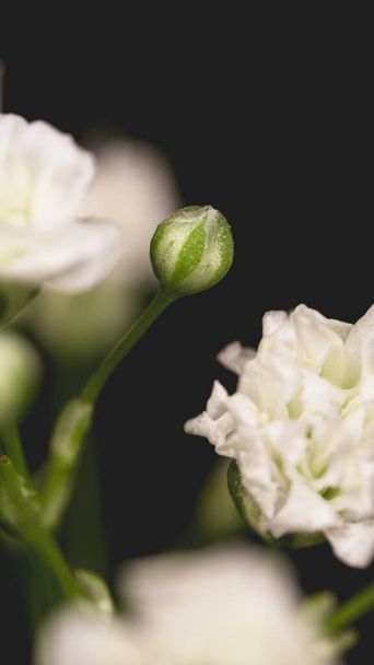 A vertical shot of white carnation flower on a black background - Fotografie, Obrázek