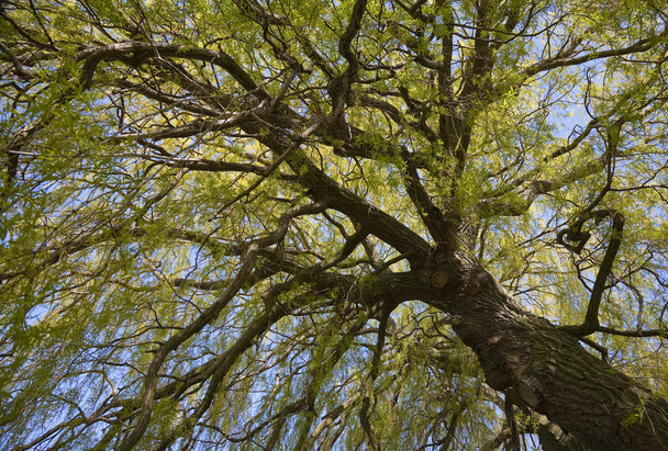 Willow treetop at spring - Photo, Image