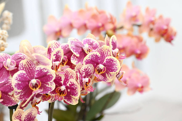 Tropikal Japon orkidesinden güzel çiçekler. Yüksek kalite fotoğraf - Fotoğraf, Görsel