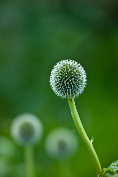 Цветок "Чертополох синего глобуса" расцветает на зеленом фоне природы в парке. Эхинопс растет и процветает в поле летом. Прекрасные дикие многолетники, растущие в пустом саду. - Фото, изображение