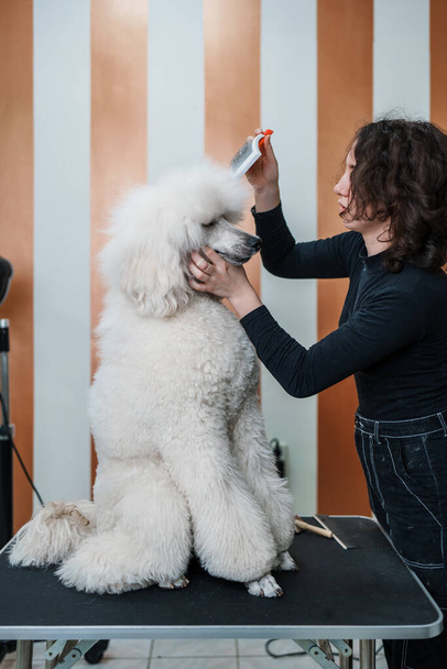 Beautiful pure blood big white poodle enjoying in professional grooming and hair care. Professional female groomer at work. - Фото, изображение
