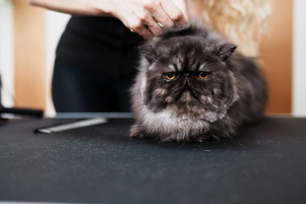 Beautiful pure blood Persian exotic cat enjoying in professional grooming and hair care. Professional female groomer at work. - 写真・画像
