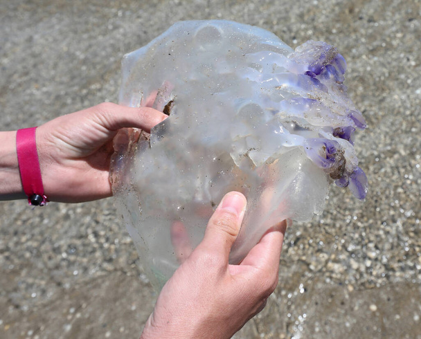 Yazın sahilde ölü bir denizanası yakalayan çocuğun elleri. - Fotoğraf, Görsel