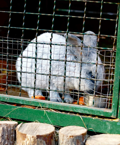 Rabbit in cage - Photo, Image