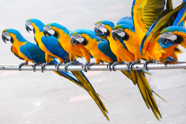 papegaai vogels - Foto, afbeelding