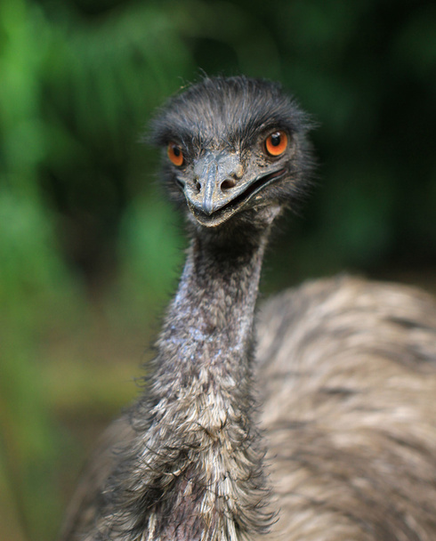 Emu Bird - Photo, Image