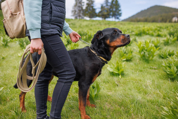 Close-up of black pedigreed educated dog friend of Rottweiler breed with a metal collar and a long leash in his hands stands near his unknown young mistress, on a green meadow with mountain vegetation - Photo, Image