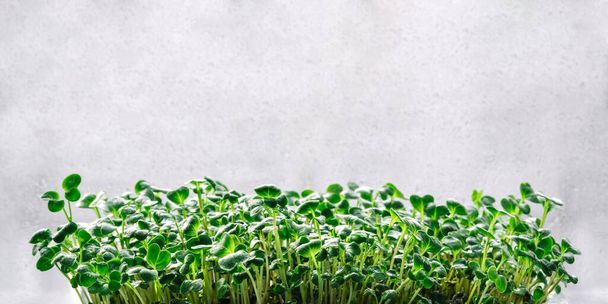 Microgreen sprouts on a gray background. Close-up of microgreens, growing sprouted radish seeds at home. Vegan and healthy food concept. Minimal design, banner. - Zdjęcie, obraz