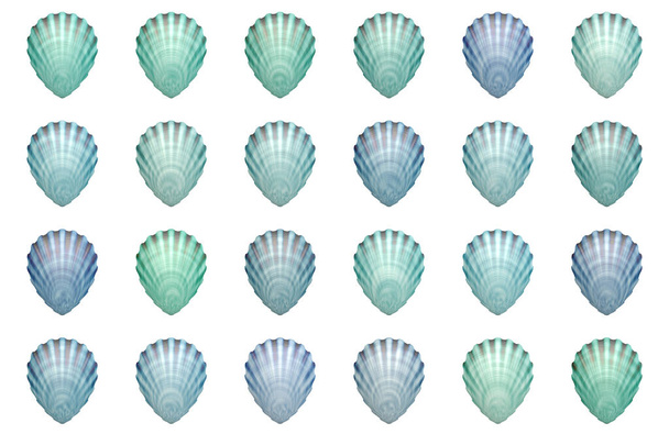 Conjunto de conchas marinas aisladas sobre fondo blanco - Foto, imagen