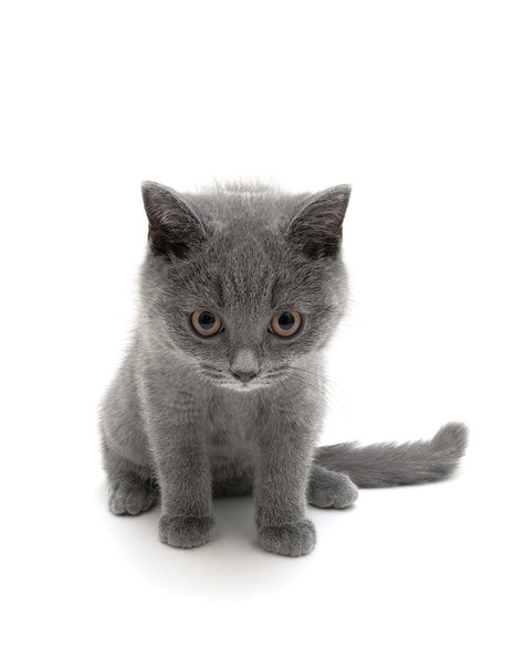 Scottish breed gray kitten on a white background close-up - Photo, Image