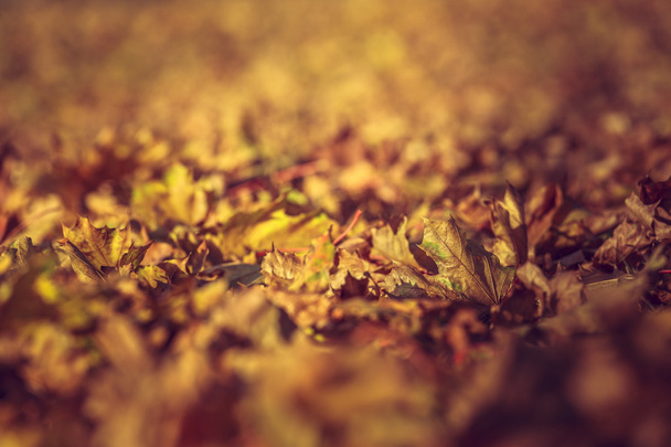 Dry rust-colored fallen autumn leaves - Foto, Imagem