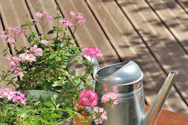 Verbena pot on terrace - Photo, Image
