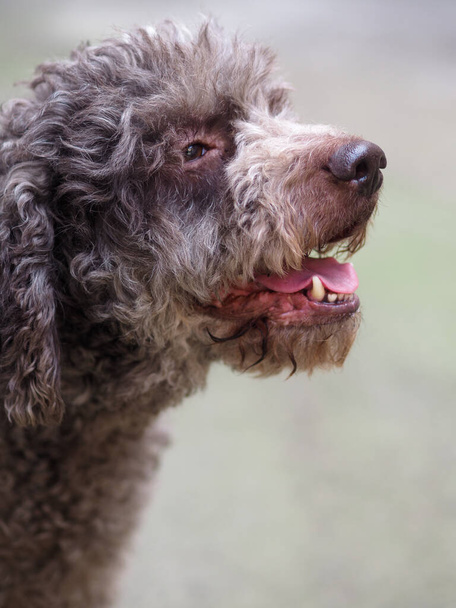 engraçado peludo terrier cão no o humor - Foto, Imagem