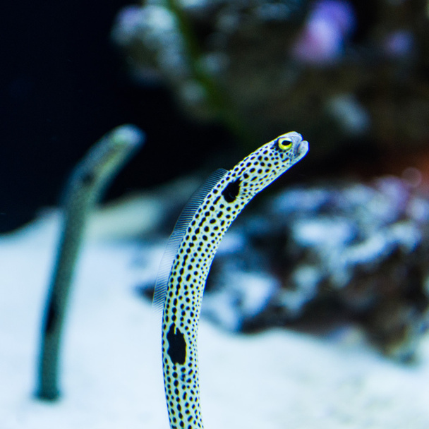 Pez anguila
 - Foto, imagen
