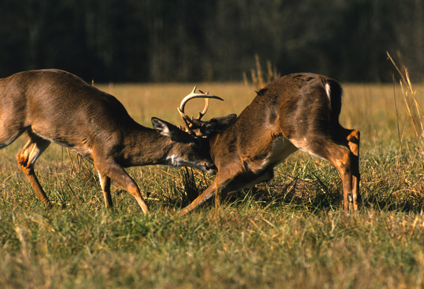 Whitetail veado Bucks lutando
 - Foto, Imagem