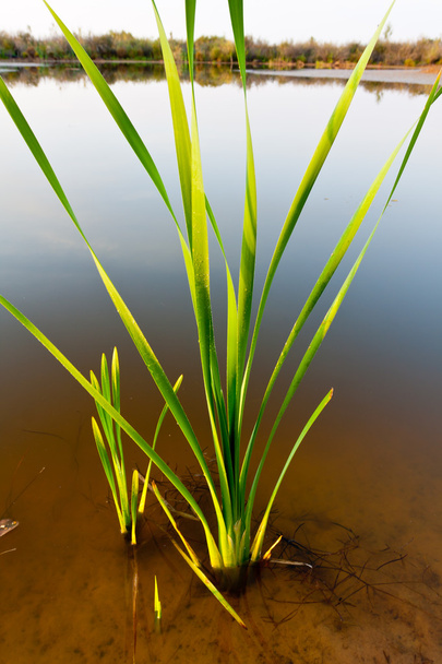 Cane rostlin v jezeře - Fotografie, Obrázek
