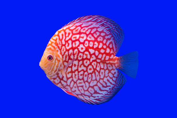 ポンパドール魚 - 写真・画像
