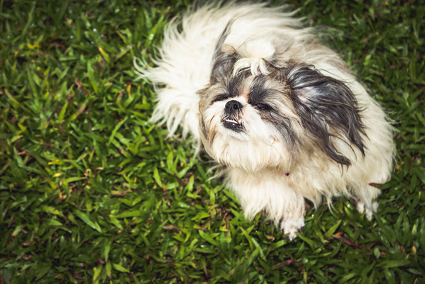 Lovely Female Shih Tzu dog on lawn background - Photo, Image