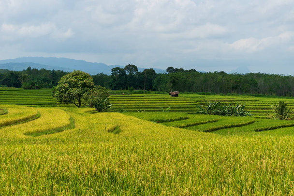 Vista panorámica de arrozales y montañas amarillentas en un día soleado en un pueblo de Indonesia - Foto, imagen