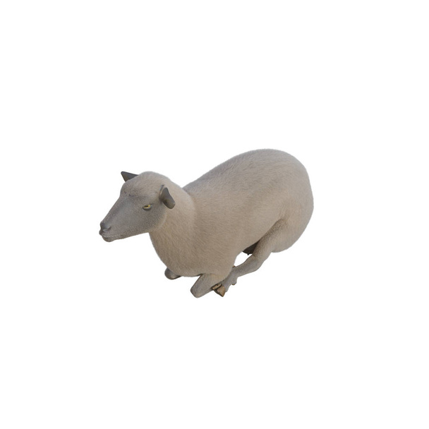 白い背景に隔離されたさまざまなポーズで羊のフォトリアリスティック。3Dレンダリングイラスト. - 写真・画像