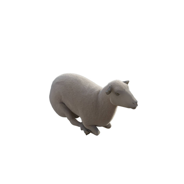 Овцы фотореалистичны в различных позах изолированы на белом фоне. 3d-рендеринг-иллюстрация. - Фото, изображение