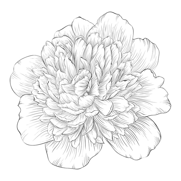 beautiful monochrome black and white peony flower isolated on white background. - Vector, Image