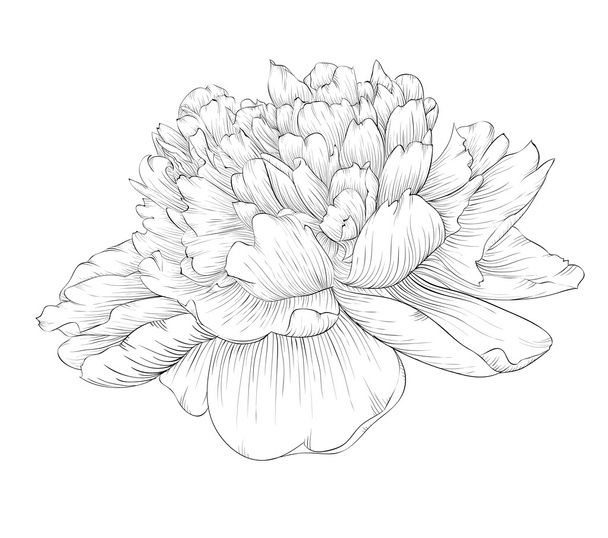 beautiful monochrome black and white peony flower isolated on white background. - Vector, Image