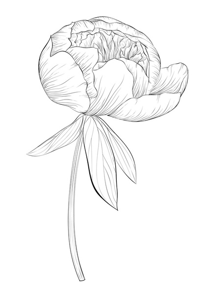 bela flor de peônia preto e branco monocromático isolado no fundo branco
. - Vetor, Imagem