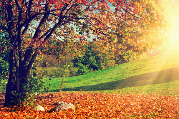 Autumn, fall landscape. - Photo, Image
