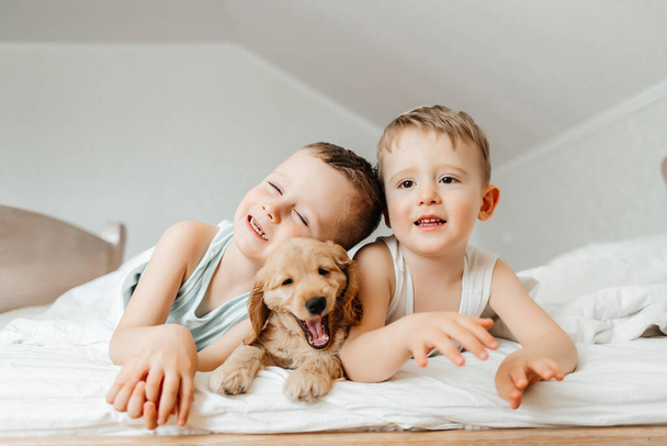 Cute little boys having fun with pet Cocker Spaniel puppy dog, lying prone on wtite bed at home under blanket, smiling and playing. - Valokuva, kuva