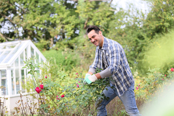 Man in botanic garden cutting roses - Foto, afbeelding