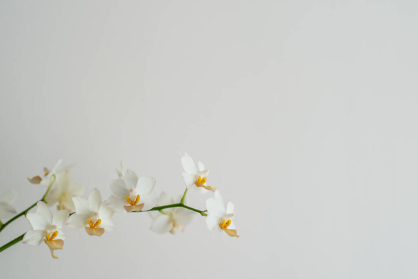 White and yellow orchid phalaenopsis flowers on white wall background. Houseplants decoration and home interior. Copy space for text.  - Zdjęcie, obraz