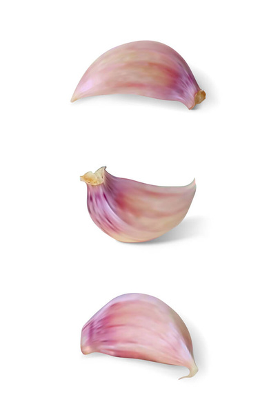Clove of garlic. Isolated vector illustration - Vektör, Görsel